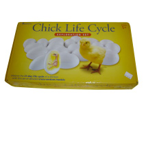 Brutapparat Chick Life Cycle